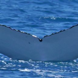 Fluke of ECWWC-BB09021