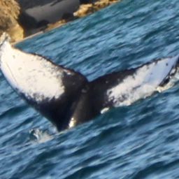 Fluke of ECWWC-BB13080