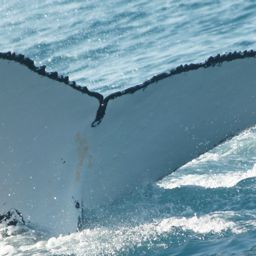 Fluke of ECWWC-BB14022