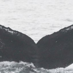 Fluke of CRC-10027