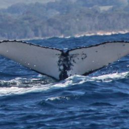 Fluke of ECWWC-BB11066