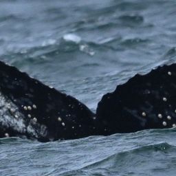 Fluke of CRC-22531