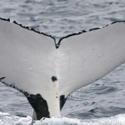 Fluke of ECWWC-BB13051