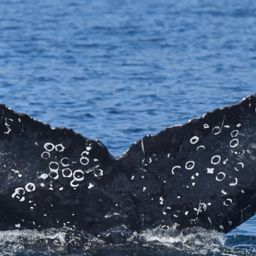 Fluke of HW-MN0524122