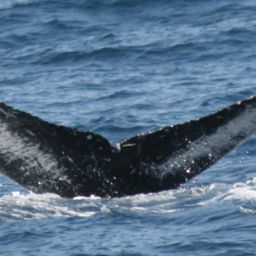 Fluke of CRC-10517