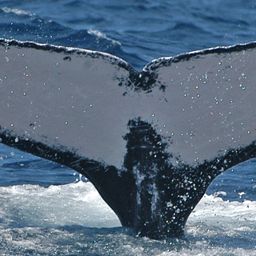 Fluke of ECWWC-BB11014