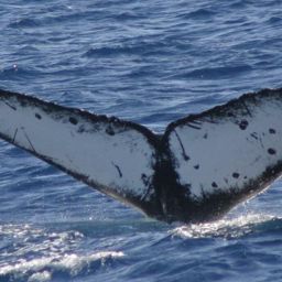 Fluke of CRC-10917