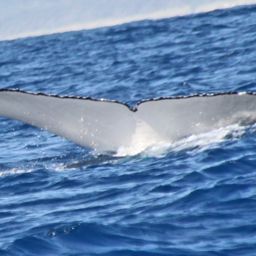 Fluke of ECWWC-BB11040