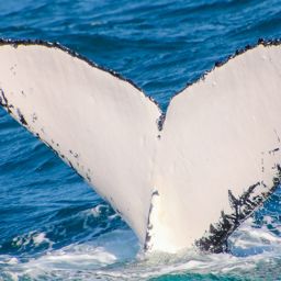Fluke of ECWWC-BB11124