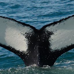 Fluke of HW-MN0103697