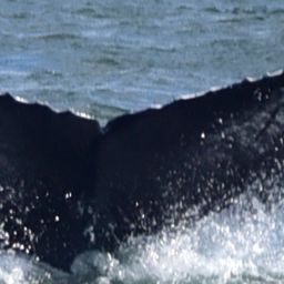 Fluke of HW-MN0103715