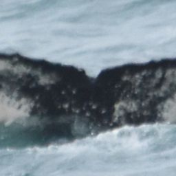 Fluke of HW-MN0103719