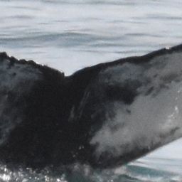 Fluke of HW-MN0103720
