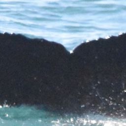 Fluke of HW-MN0103726