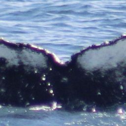 Fluke of HW-MN0103738