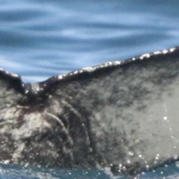 Fluke of HW-MN0103745