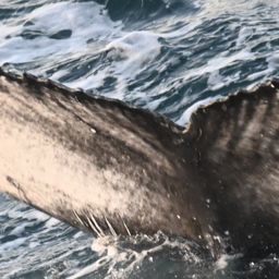 Fluke of HW-MN0103746