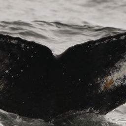 Whale fluke