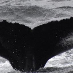 Fluke of HW-MN0103758