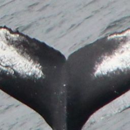 Fluke of HW-MN0103759