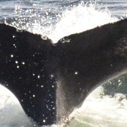 Fluke of HW-MN0103760