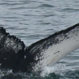 Fluke of HW-MN0103762