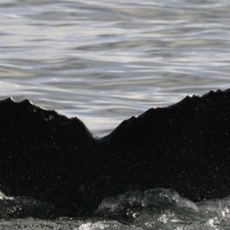 Fluke of HW-MN0103773