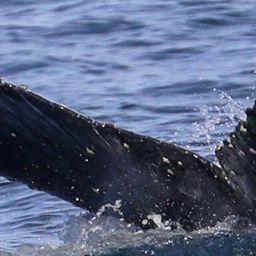 Fluke of CRC-22536