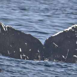 Fluke of CRC-22537