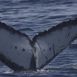 Fluke of CRC-22538