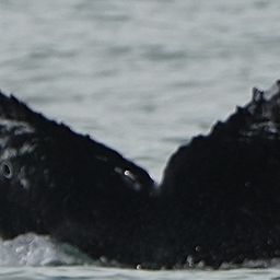 Fluke of CRC-22543