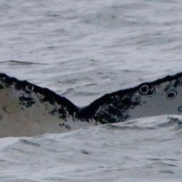 Fluke of CRC-22544