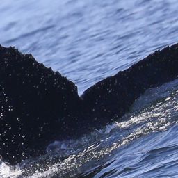 Fluke of CRC-22549