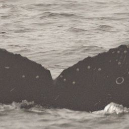Fluke of CRC-22551