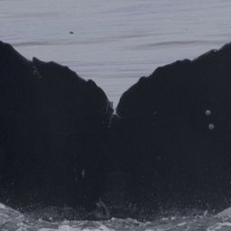 Fluke of CRC-22560