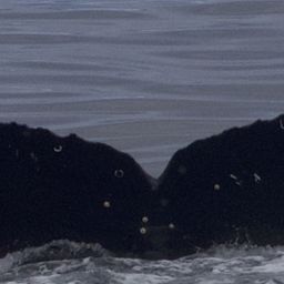 Fluke of CRC-22562