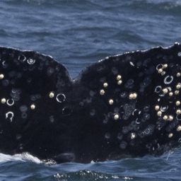 Fluke of CRC-22563