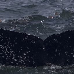 Fluke of CRC-22564