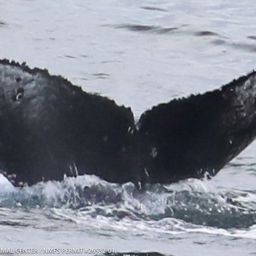 Fluke of CRC-22565