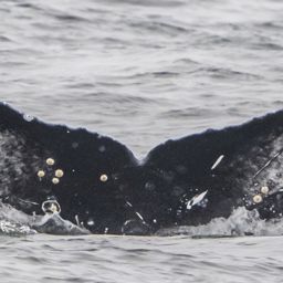 Fluke of CRC-22566