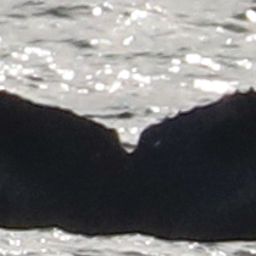 Fluke of CRC-22567