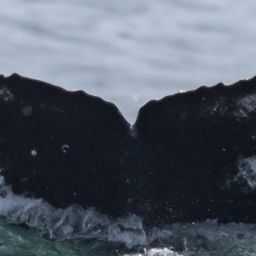 Fluke of CRC-22569