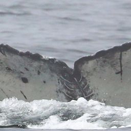 Fluke of CRC-22571