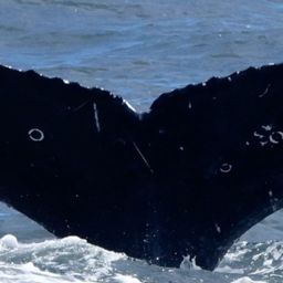 Fluke of CRC-22572