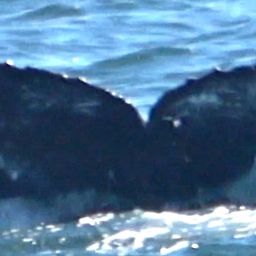 Fluke of CRC-22164