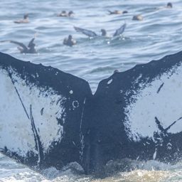 Fluke of CRC-22574