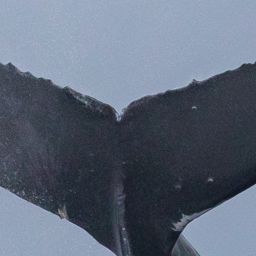 Fluke of CRC-22575