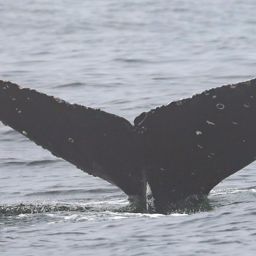 Fluke of CRC-22579