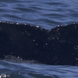 Fluke of CRC-23273