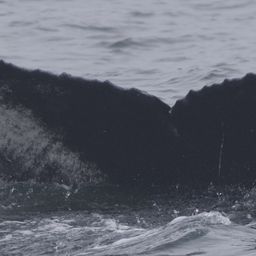 Fluke of CRC-22581